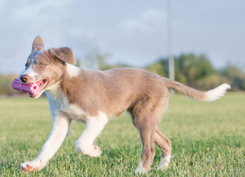 Spotlight on...KONG Puppy Teething Stick