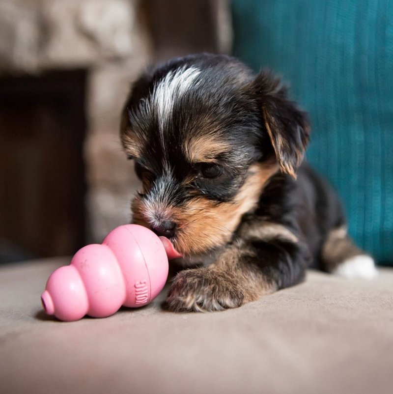 KONG Puppy (Blue)