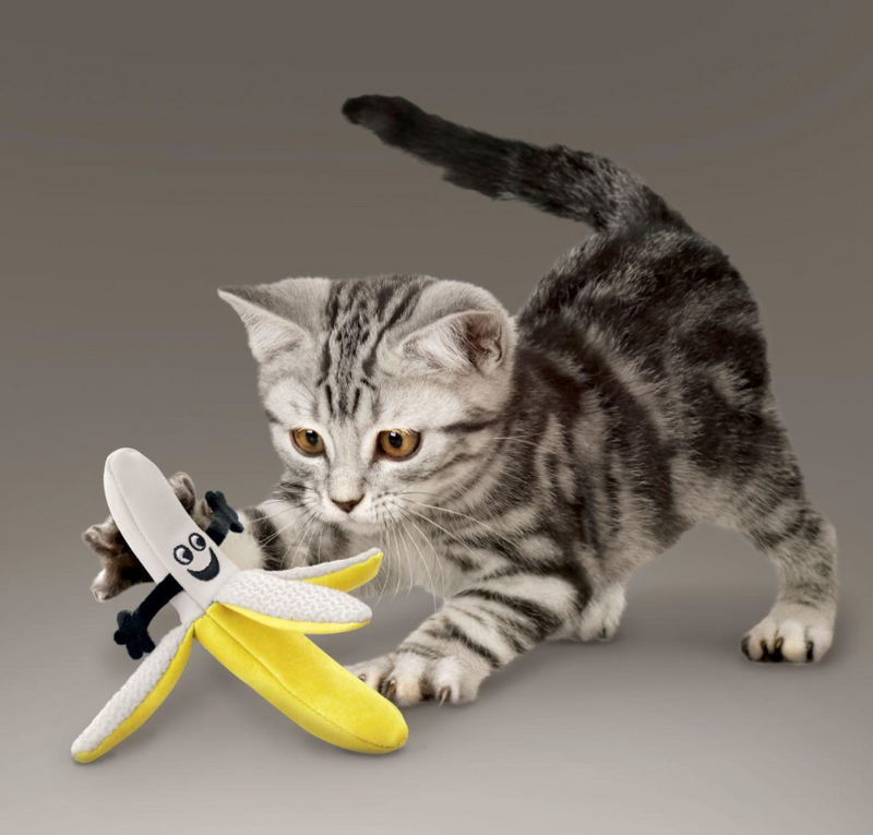 Bananas good for cats online