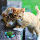 KONG Refillables Turtle