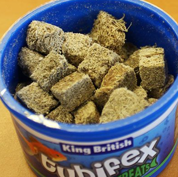 King British Tubifex Treats 10g