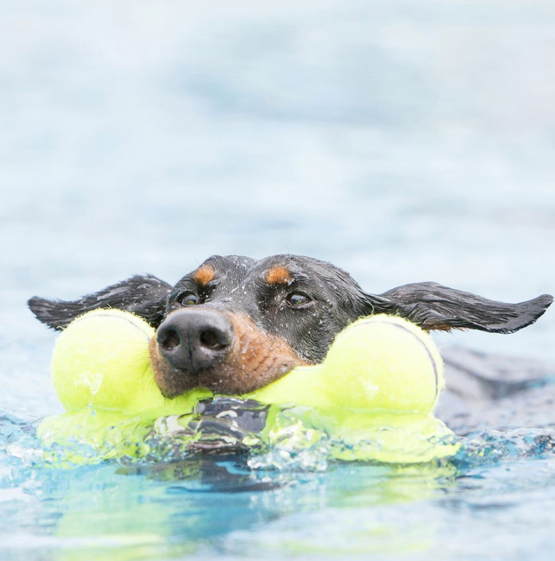 KONG Airdog Squeaker Bone