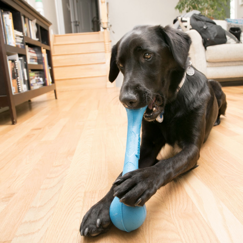 KONG SqueakStix