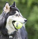 KONG SqueakAir Balls with Rope (Medium)